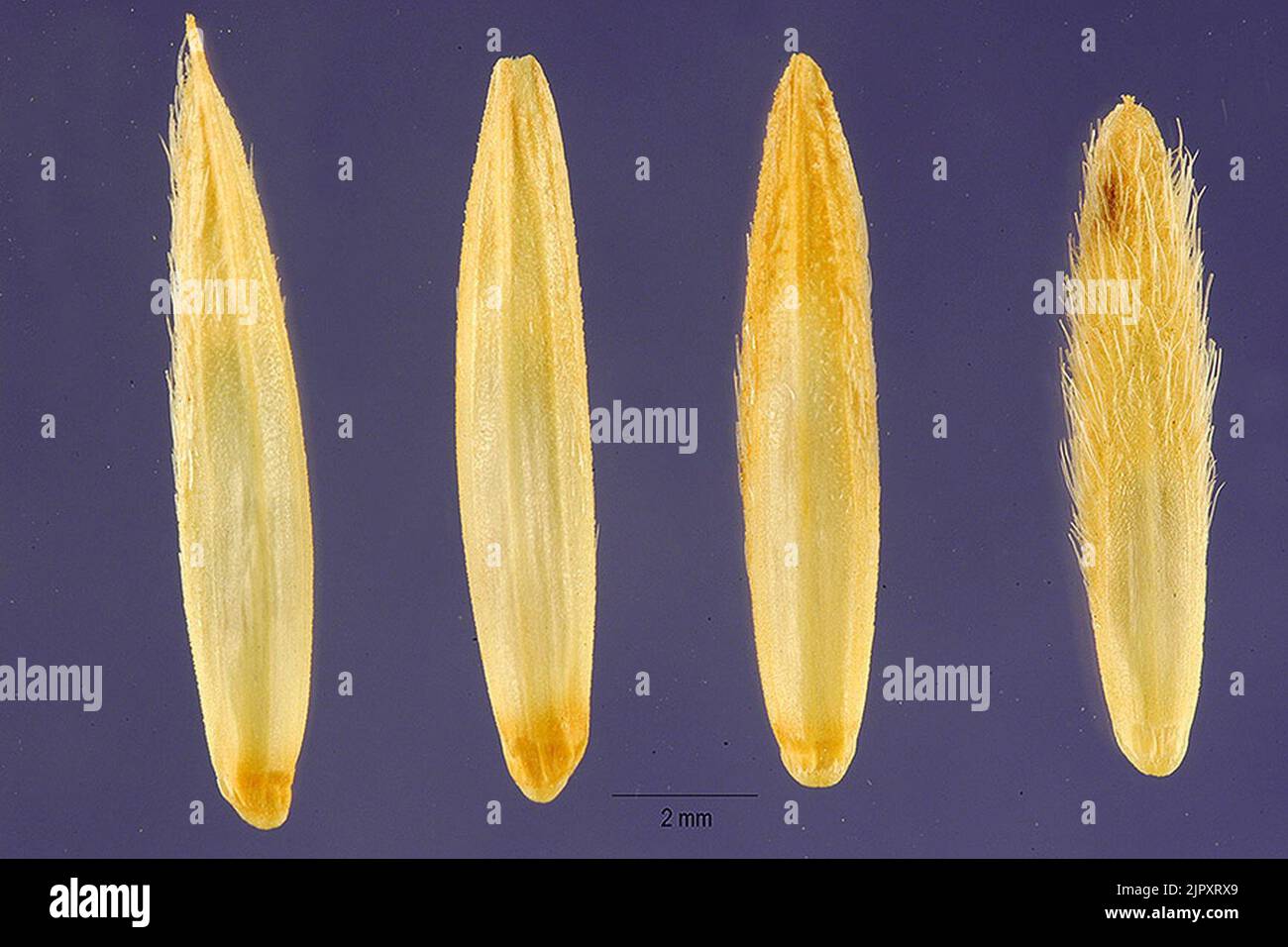 Thinopyrum intermedium seeds Stock Photo