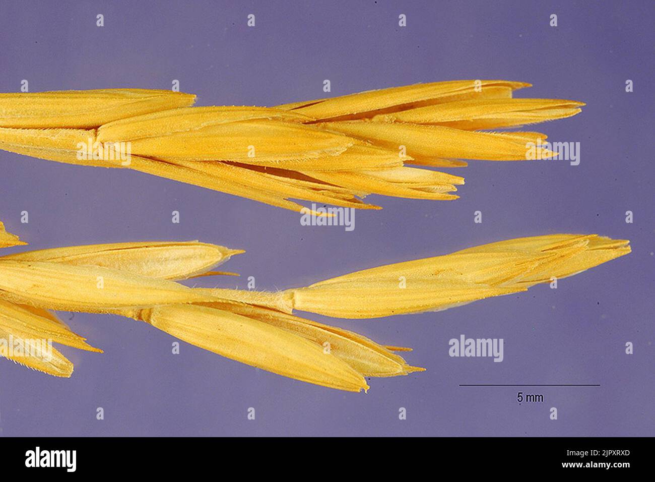 Thinopyrum intermedium seeds 5 Stock Photo