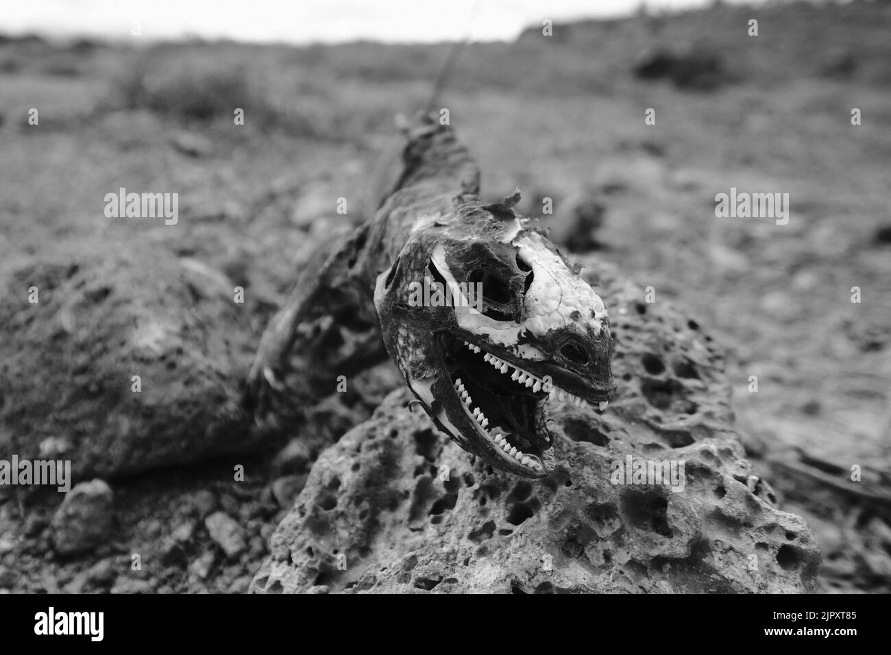 A closeup grayscale shot of a skull of toter Leguan Stock Photo