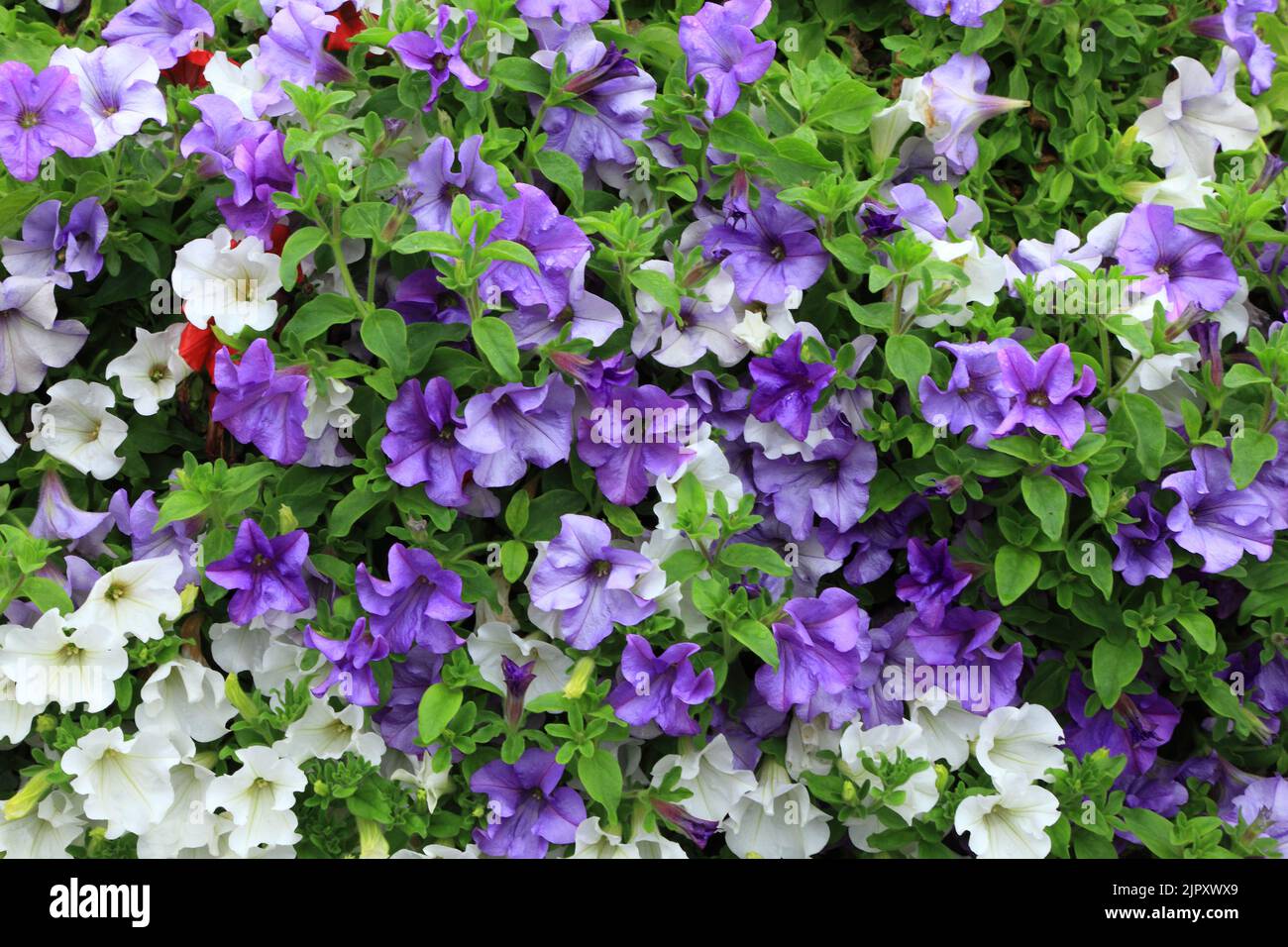 Petunia, white, purple blue, overhanging garden wall, gardening, plants