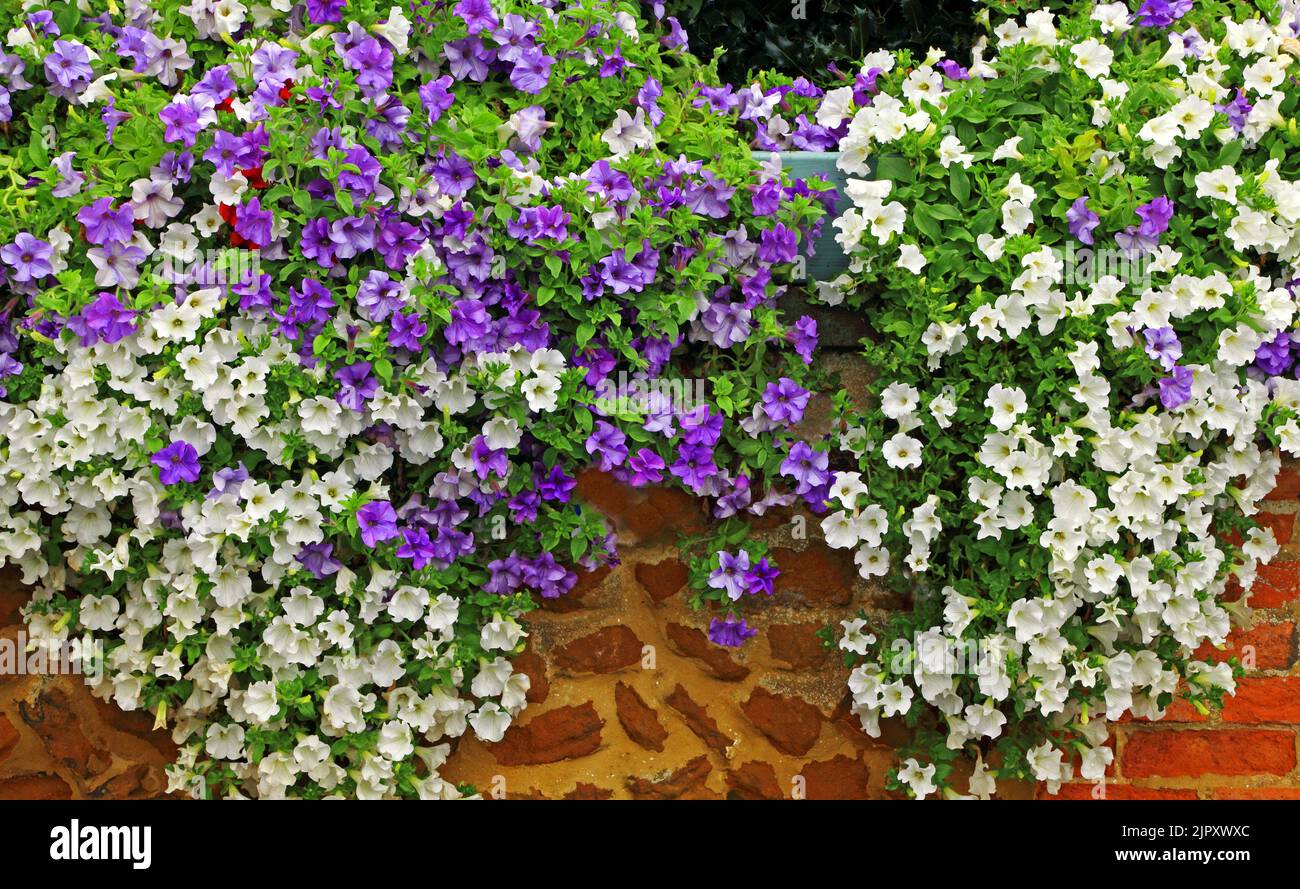 Petunia, white, purple blue, overhanging garden wall, gardening, plants