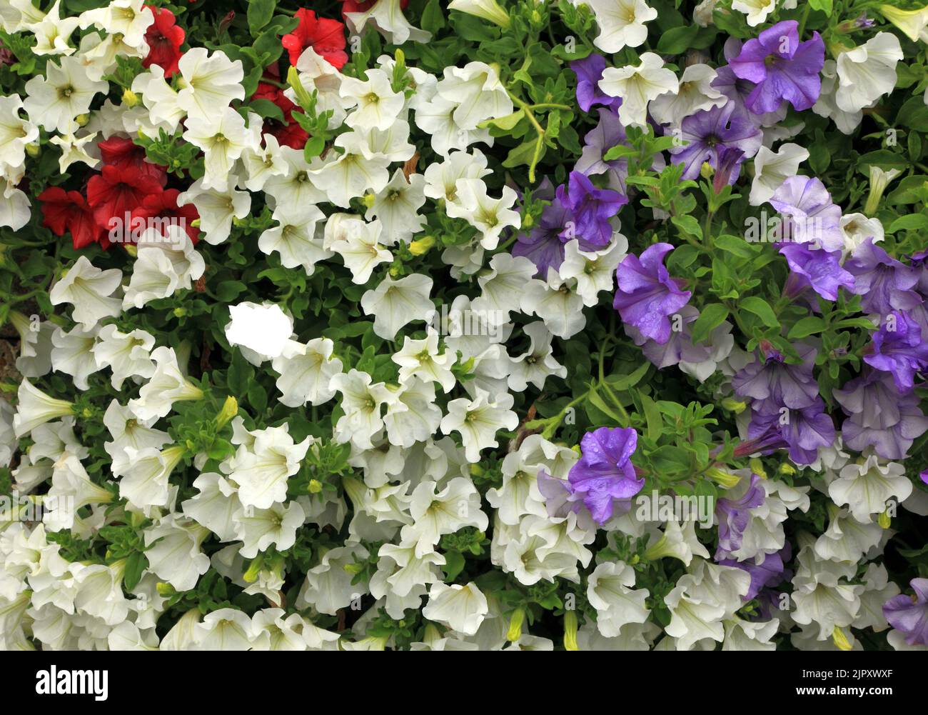 Petunia, petunias, white, purple blue, red, overhanging garden wall, Norfolk, England, UK Stock Photo