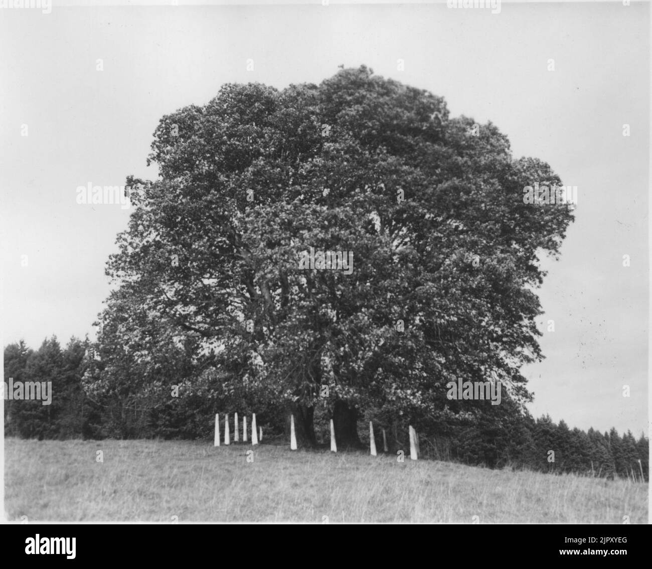 This tree marks burial site for a pioneer who lived on island before