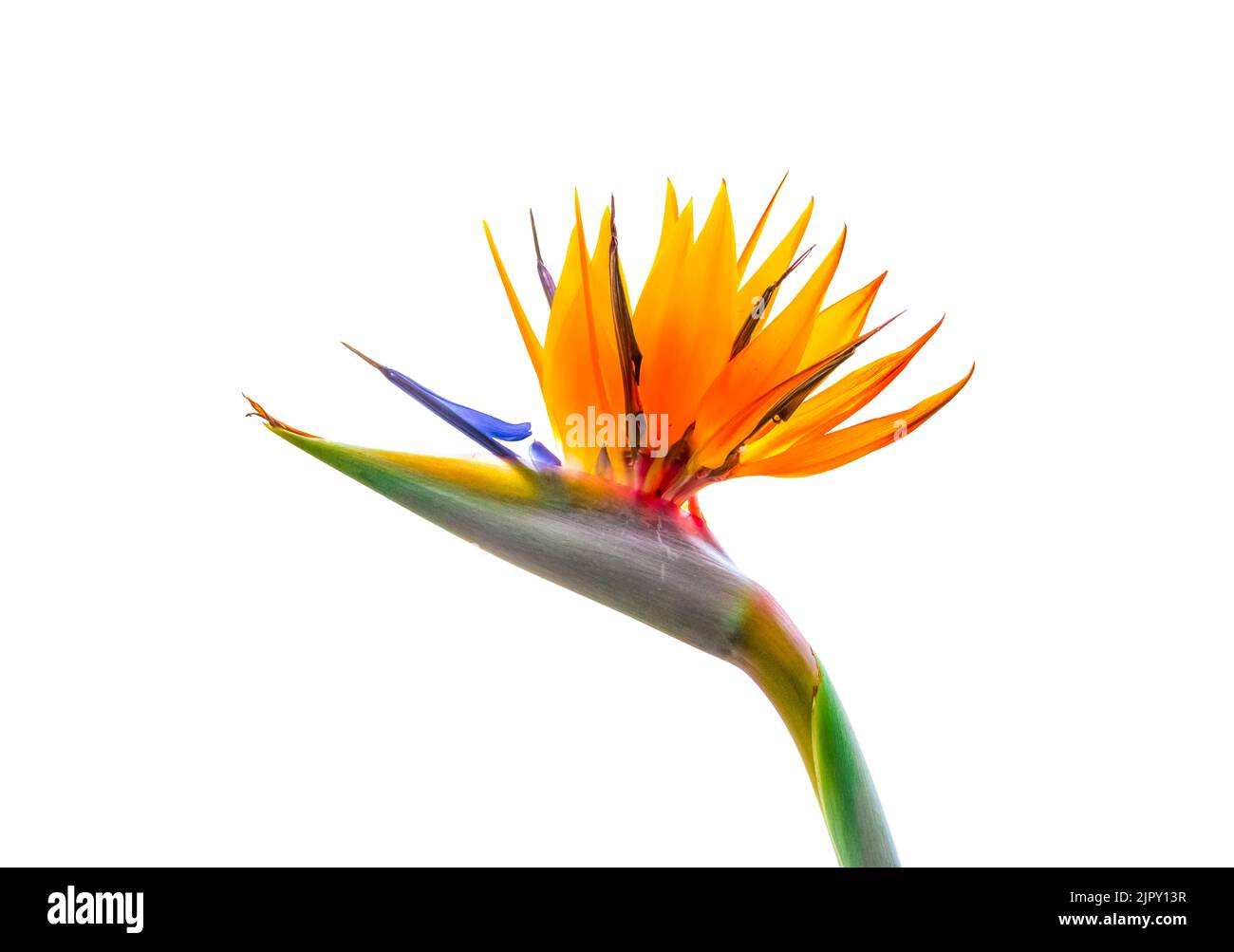 Brightly colored bird of paradise flower backlit closeup cutout isolated on white background Stock Photo