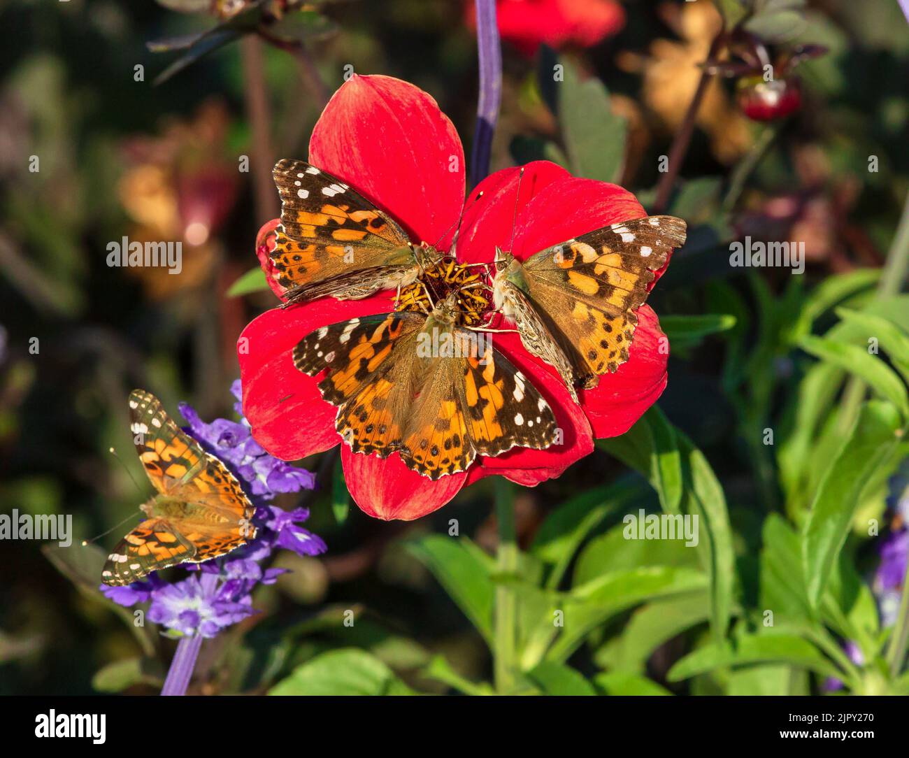 Three Painted Lady Butterflies together pollinating a Red Dahlia flower during a mass migration event in Colorado. Stock Photo