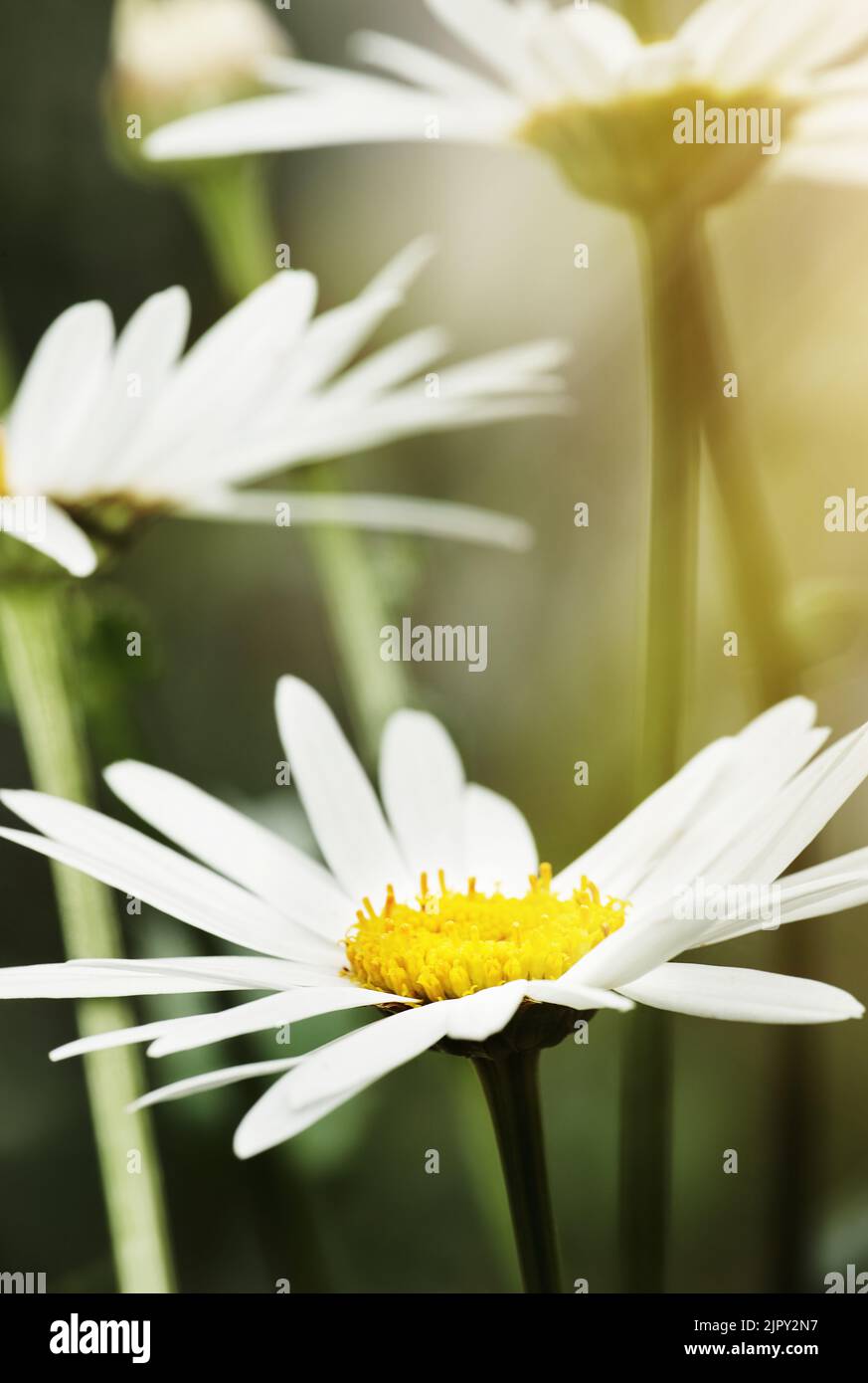 Blossoming beautifully. Still life shot of white daisies in bloom. Stock Photo