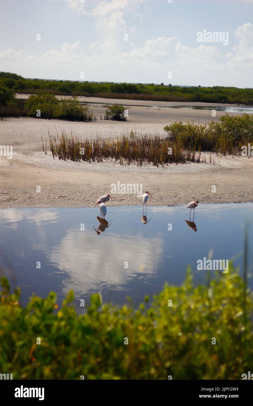 Black Point Wildlife Drive, Merritt Island National Wildlife Refuge ...