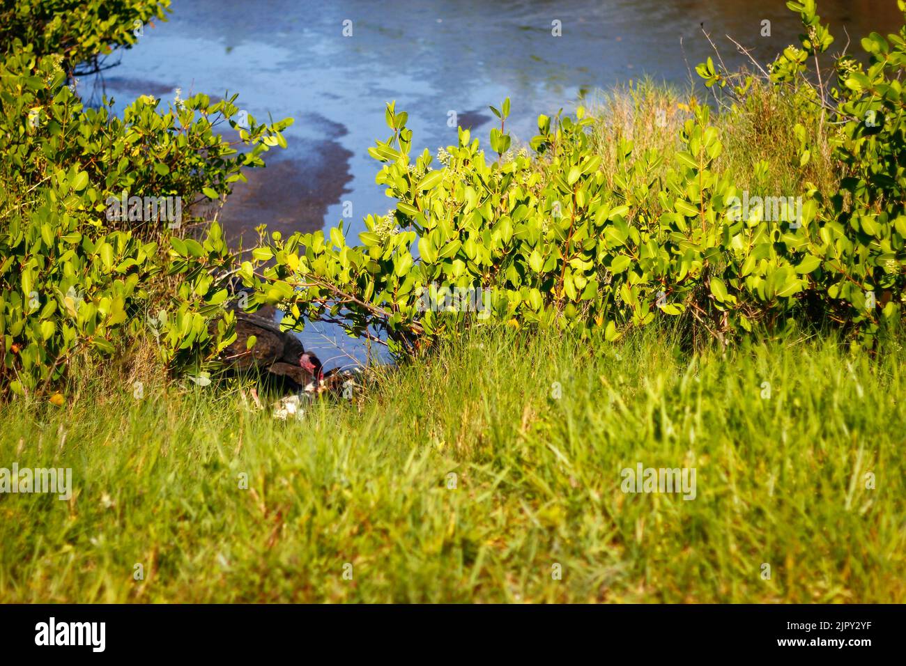Black Point Wildlife Drive, Merritt Island National Wildlife Refuge ...