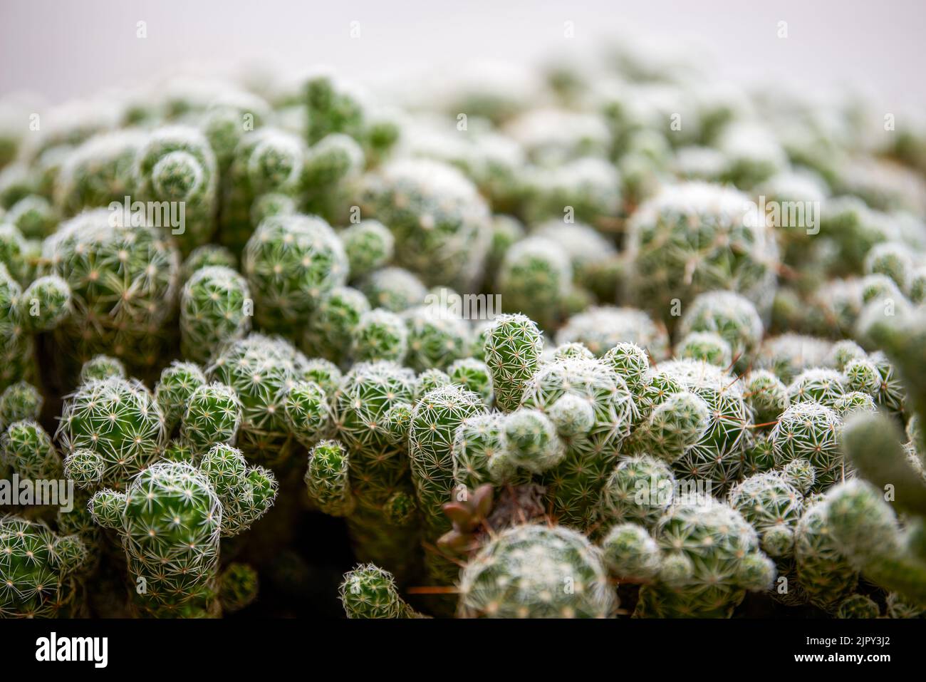 A close-up of a lush green prickly pear Stock Photo