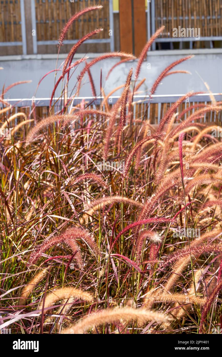 Lush yellow-red reeds in the park Stock Photo - Alamy