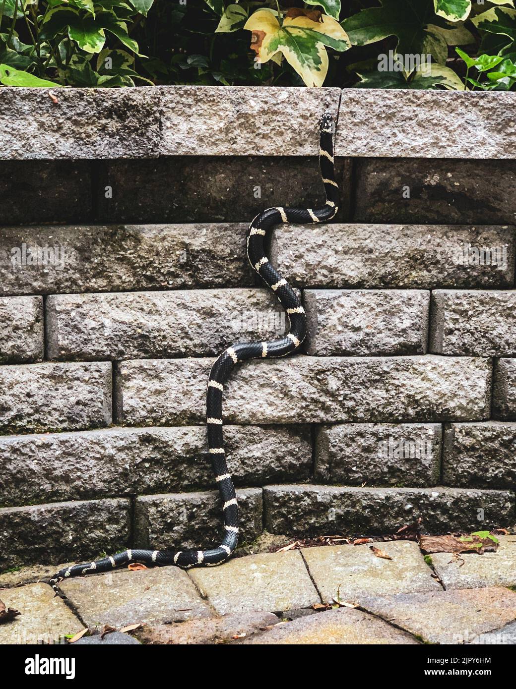 A closeup of a black snake with white stripes on a stone wall in a park