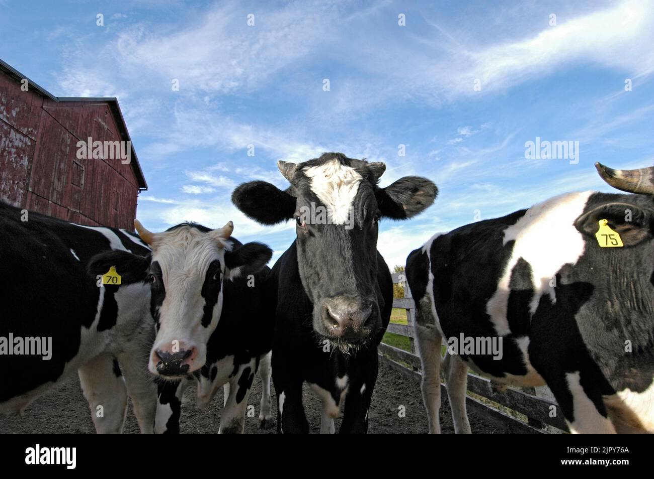 close up of Dairy cow with numbered ear tag on Amish Farm in Ohio Stock Photo