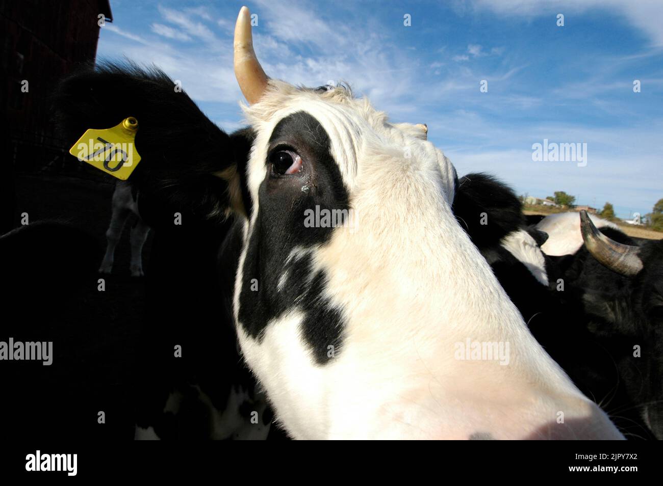 close up of Dairy cow with numbered ear tag on Amish Farm in Ohio Stock Photo