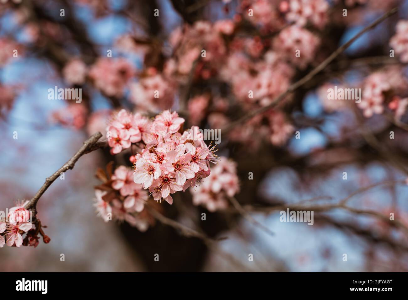 branches of pink Cherry blossoms on the tree under blue sky Stock Photo ...