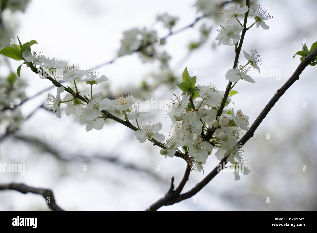 branches of pink Cherry blossoms on the tree under blue sky Stock Photo ...