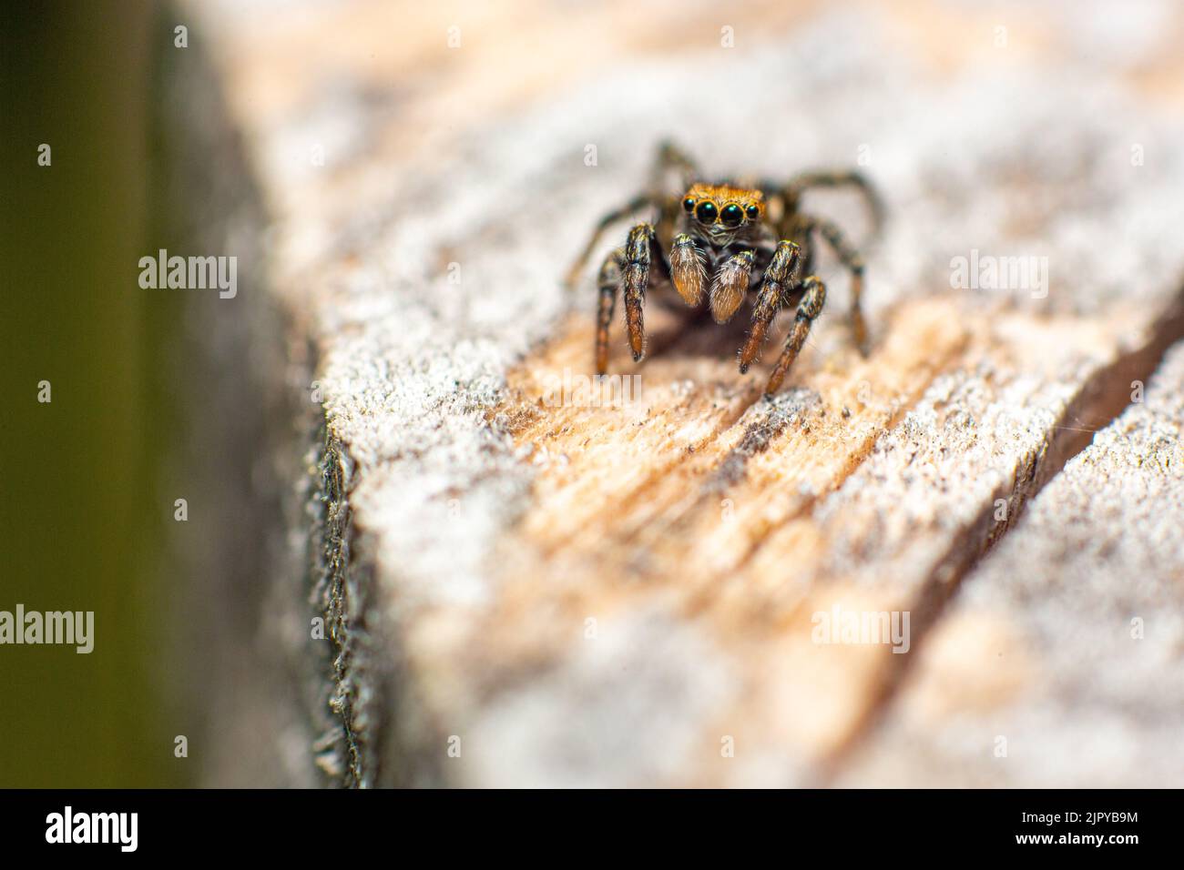 A Salticidae jumping spider on a piece of wood Stock Photo