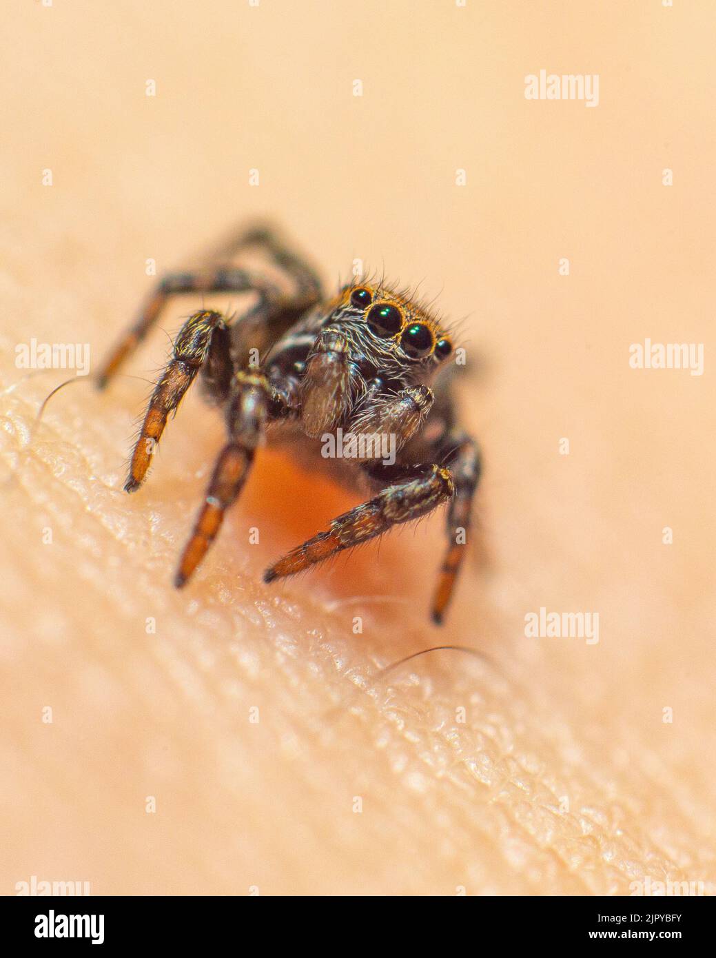 A Salticidae jumping spider on human skin Stock Photo