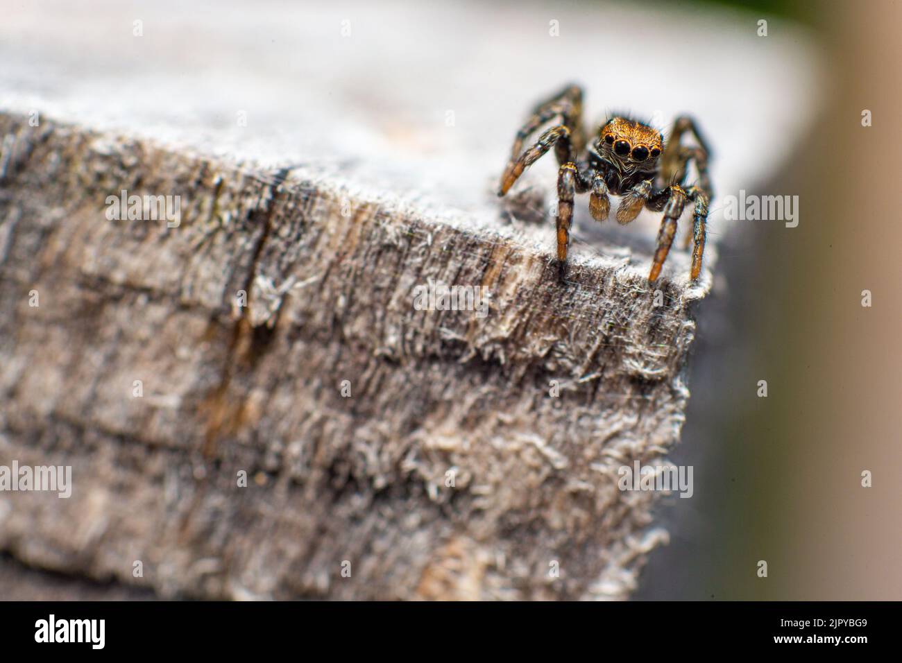 A Salticidae jumping spider on a piece of wood Stock Photo