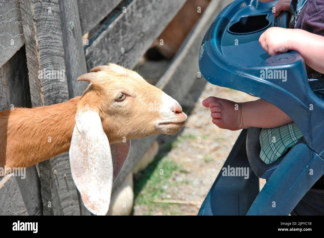 Goats on a farm with long ears Stock Photo