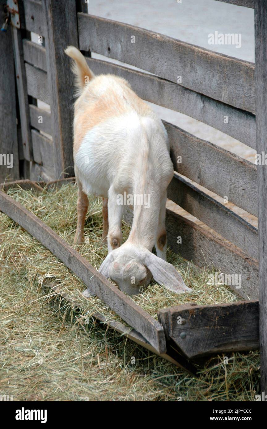 Goats on a farm with long ears Stock Photo - Alamy