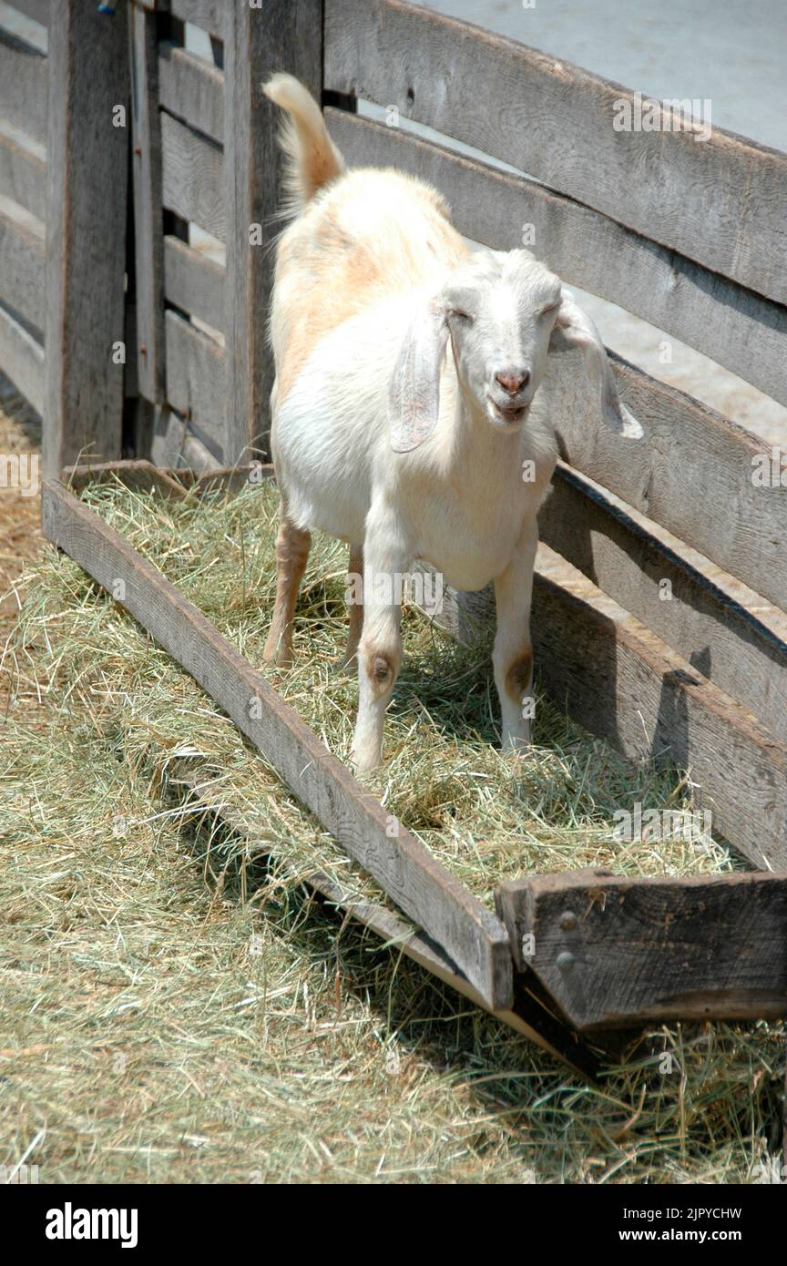 Goats on a farm with long ears Stock Photo