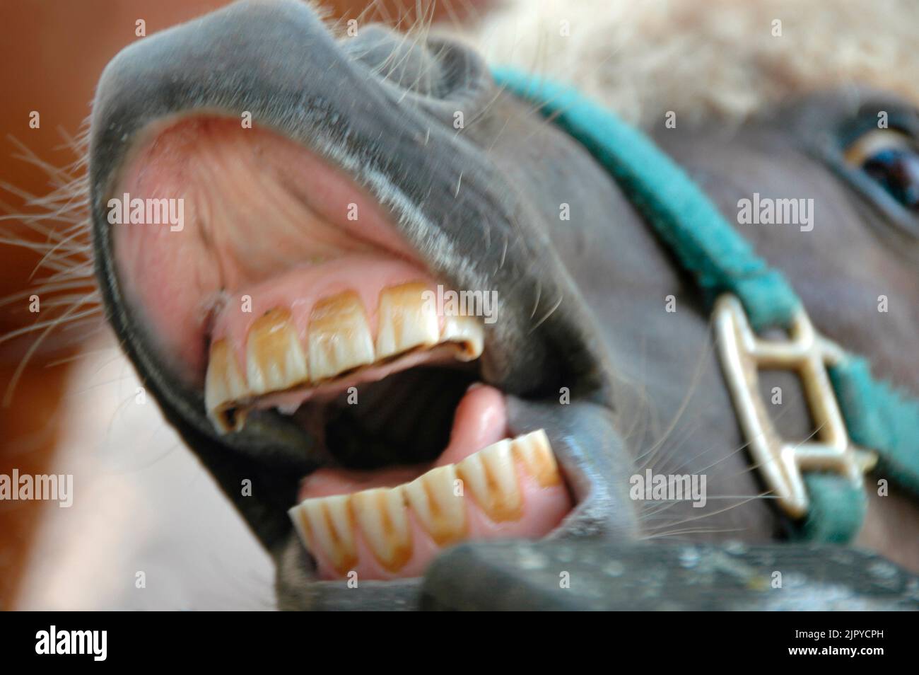Smiling Horse Pony with dirty teeth Stock Photo