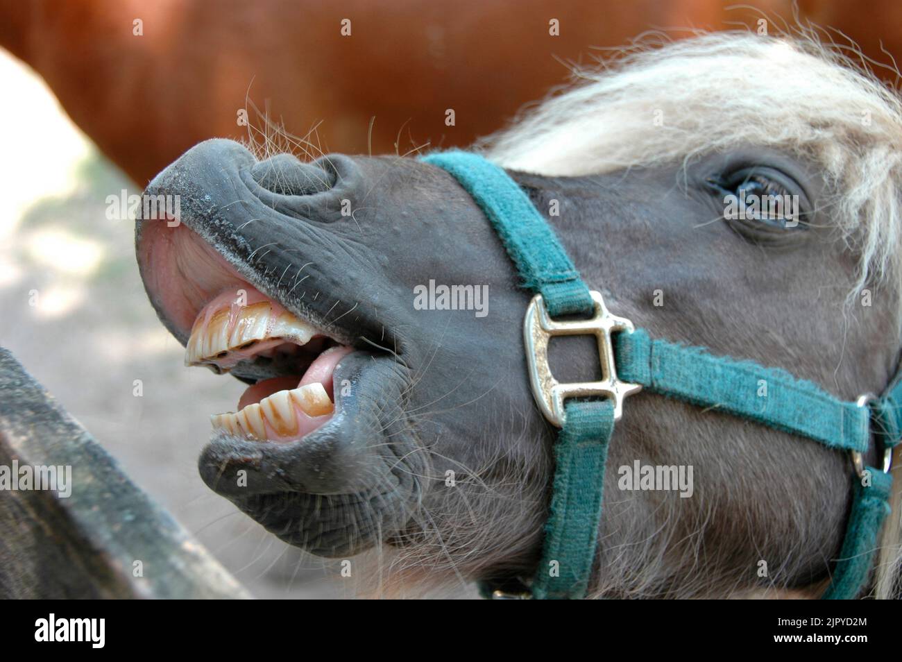 Smiling Horse Pony with dirty teeth Stock Photo