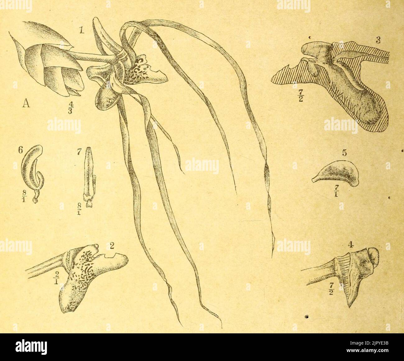 Thrixspermum raciborskii Icones Bogorienses 2 Pl CXXIV A (1903) Stock Photo