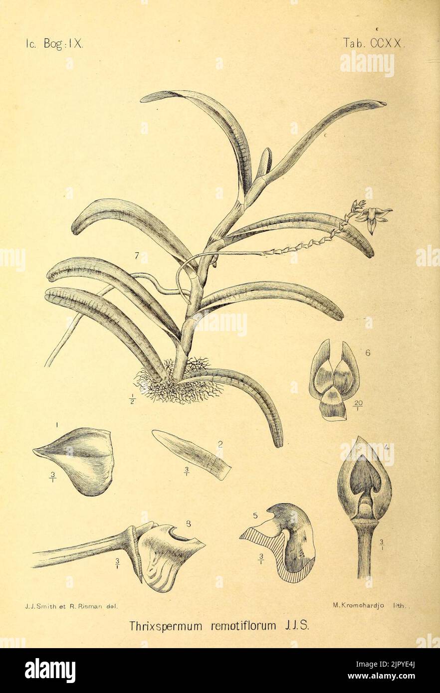 Thrixspermum remotiflorum Icones Bogorienses V3 Tab CCXX (1906) Stock Photo