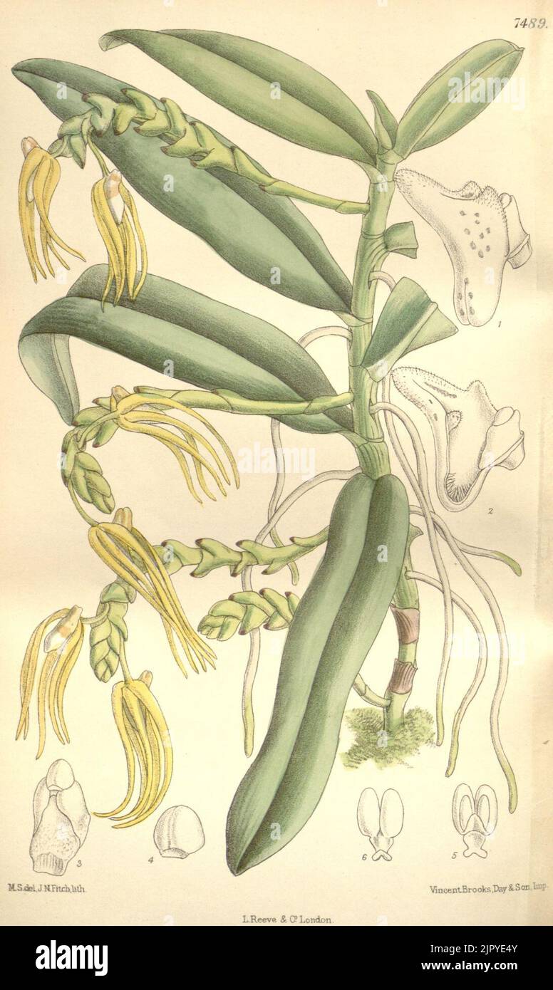 Thrixspermum hainanense (as Sarcochilus hainanensis) - Curtis' 122 (Ser. 3 no. 52) pl. 7489 (1896) Stock Photo