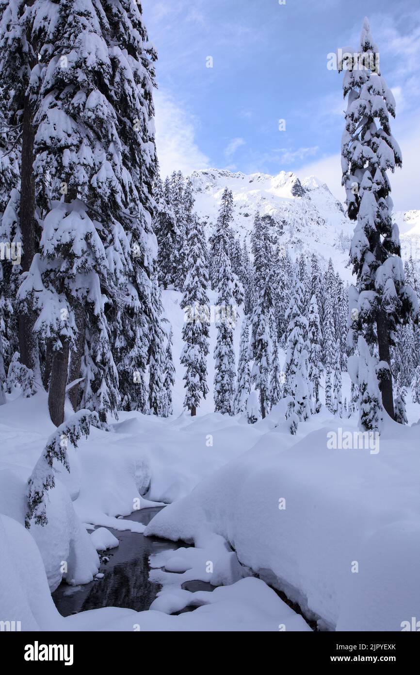 Vertical view of winter wonderland scene of snowcovered evergreen