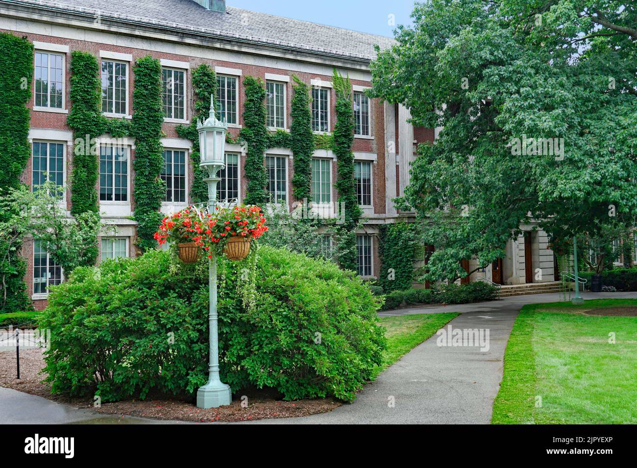 Leafy college campus with ivy covered building Stock Photo