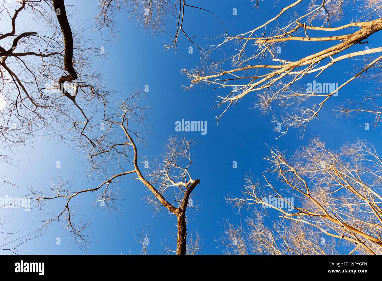 Dry tree or dead tree branches in blue sky and clouds background Bottom ...