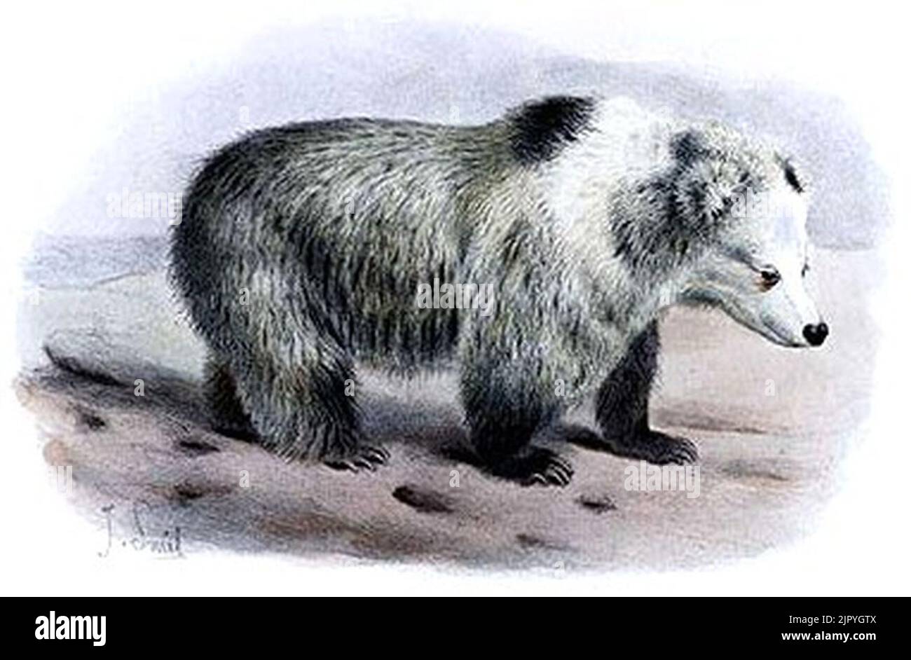 Tibetan Blue Bear - Ursus arctos pruinosus - Joseph Smit crop Stock Photo