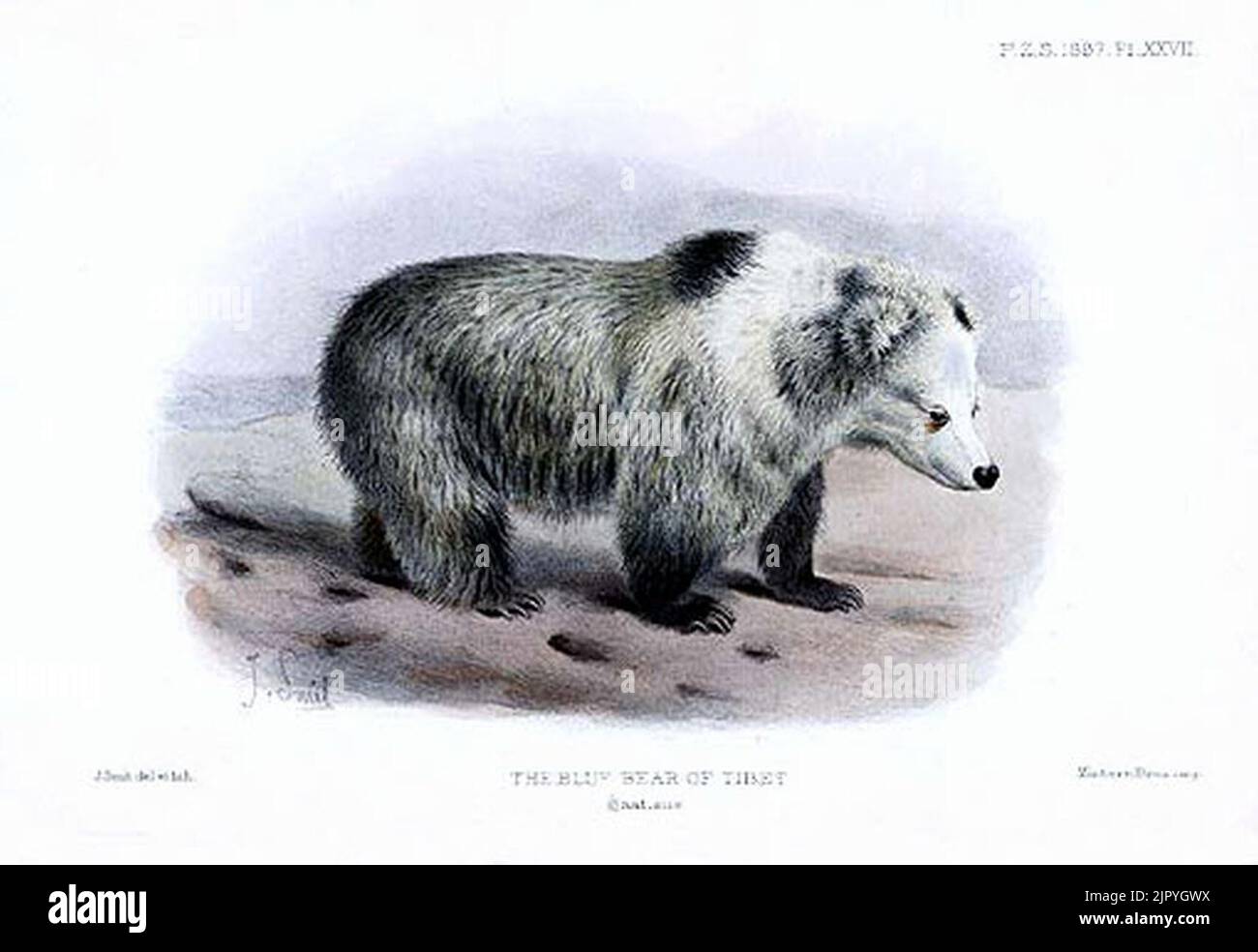 Tibetan Blue Bear - Ursus arctos pruinosus - Joseph Smit Stock Photo