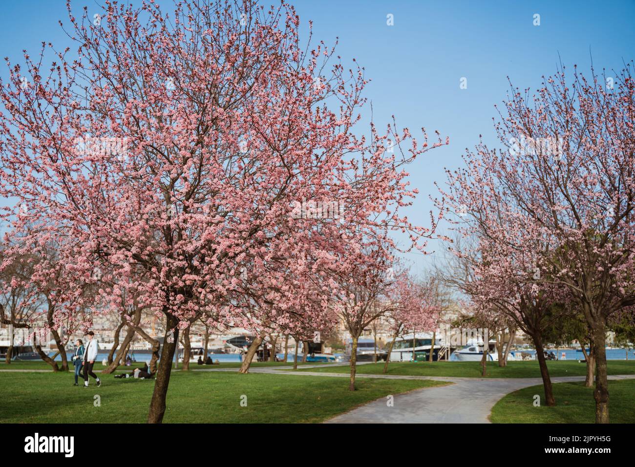branches of pink Cherry blossoms on the tree under blue sky Stock Photo ...