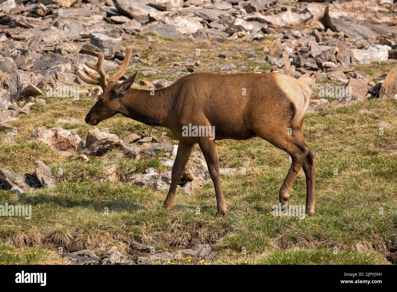 Rocky Mountain bull elk with a velvety rack in Rocky Mountain National Park in Colorado in summer Stock Photo