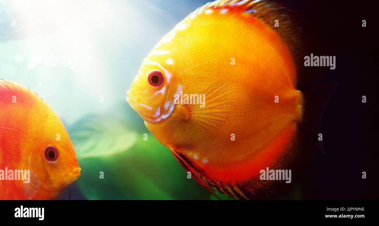Two red discus are better than one. two red discus in a freshwater fish tank. Stock Photo
