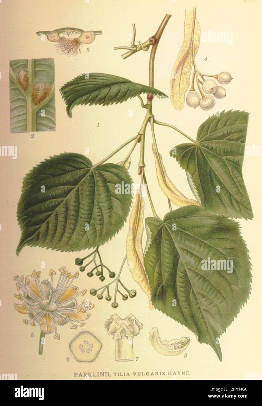 Tilia x vulgaris parklind Stock Photo - Alamy