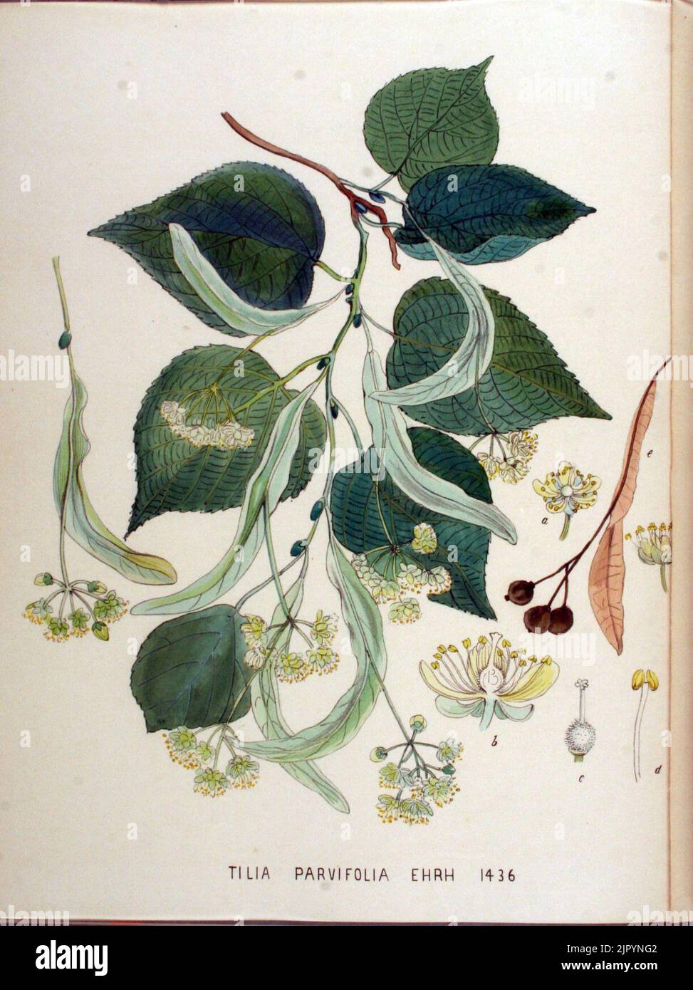 Tilia parvifolia — Flora Batava — Volume v18 Stock Photo