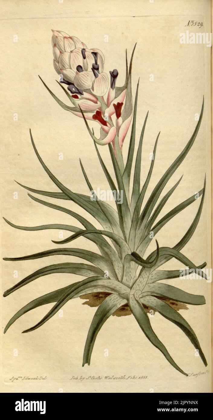 Tillandsia stricta - Curtis vol. 38 (1813) pl. 1529 Stock Photo