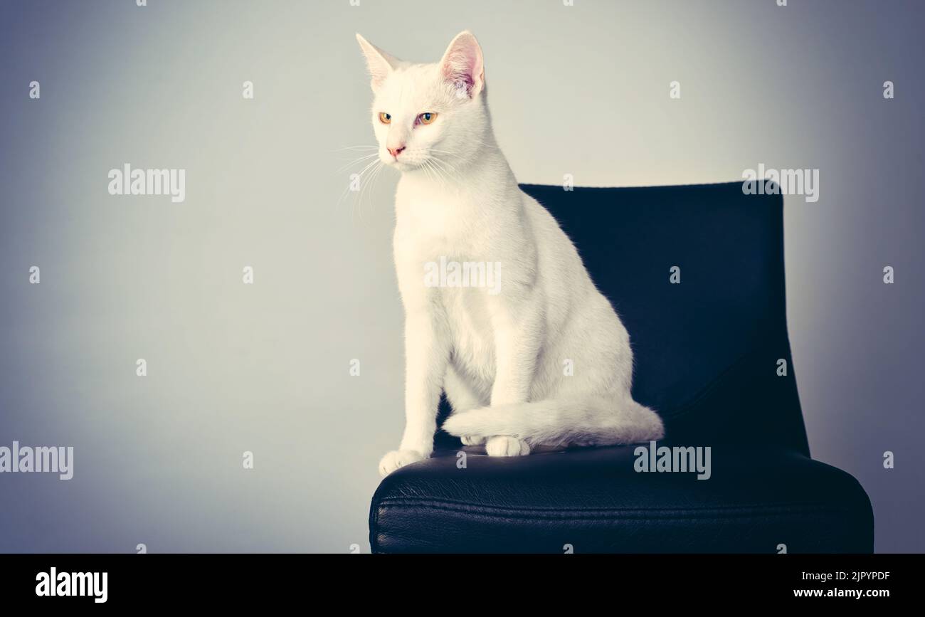 Mr Meow-velous himself. Studio shot of a white cat sitting on a chair against a gray background. Stock Photo