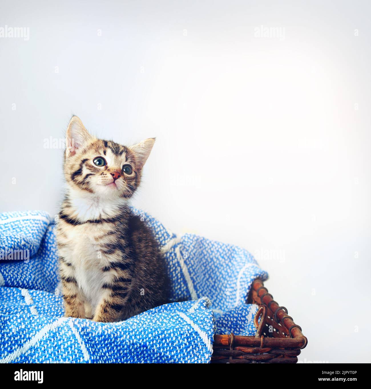 First rule of being a cat. Look cute. Studio shot of an adorable tabby