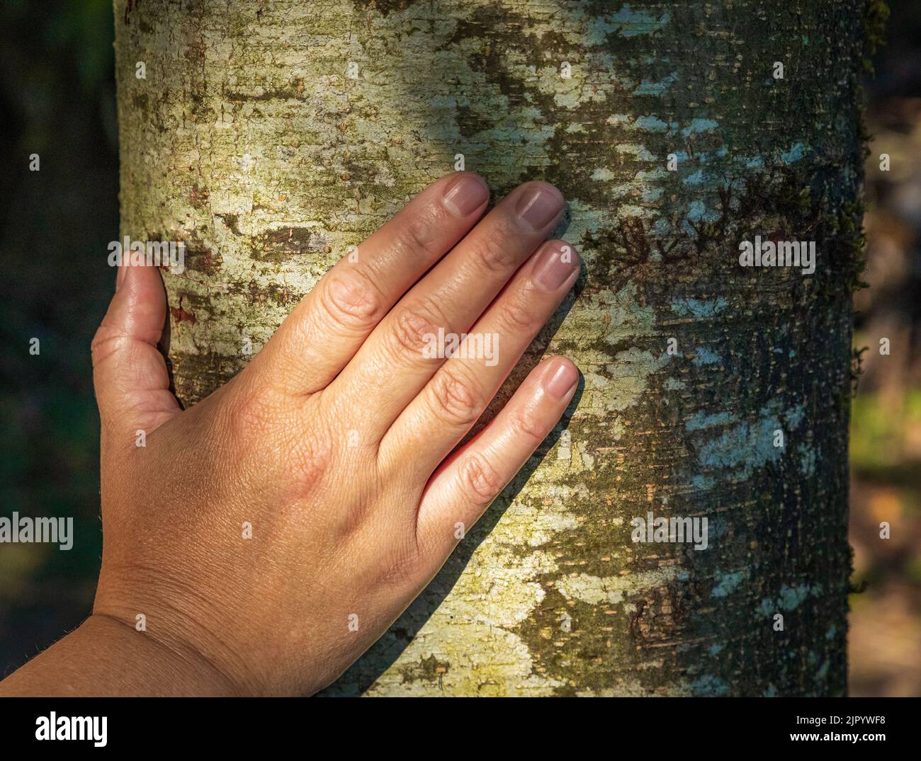 Female hand touching old tree bark at sunrise in summer forest, protect nature, green eco-friendly lifestyle, sunny morning, copy space. Concept for c Stock Photo