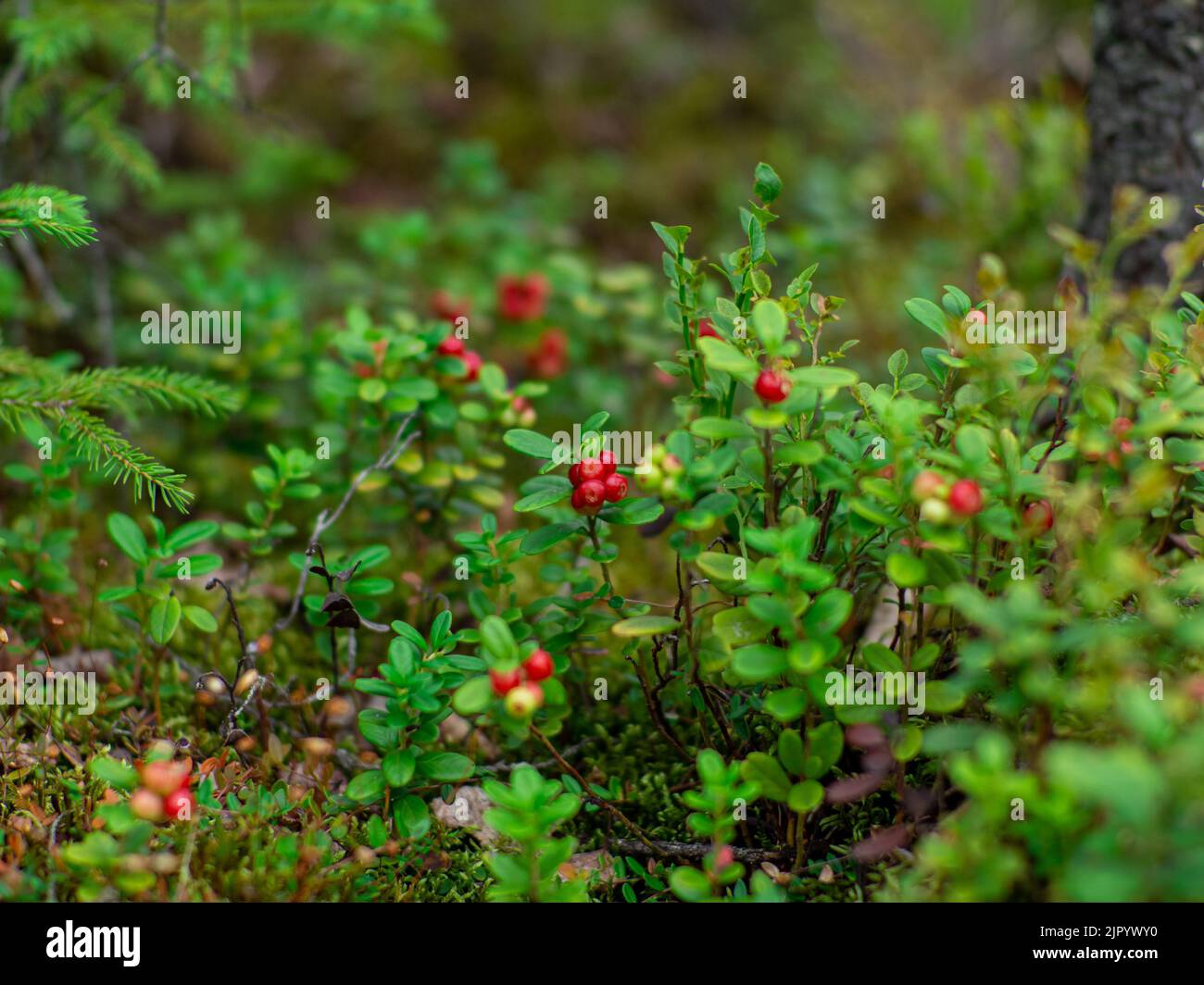 Lingonberry in forest Stock Photo