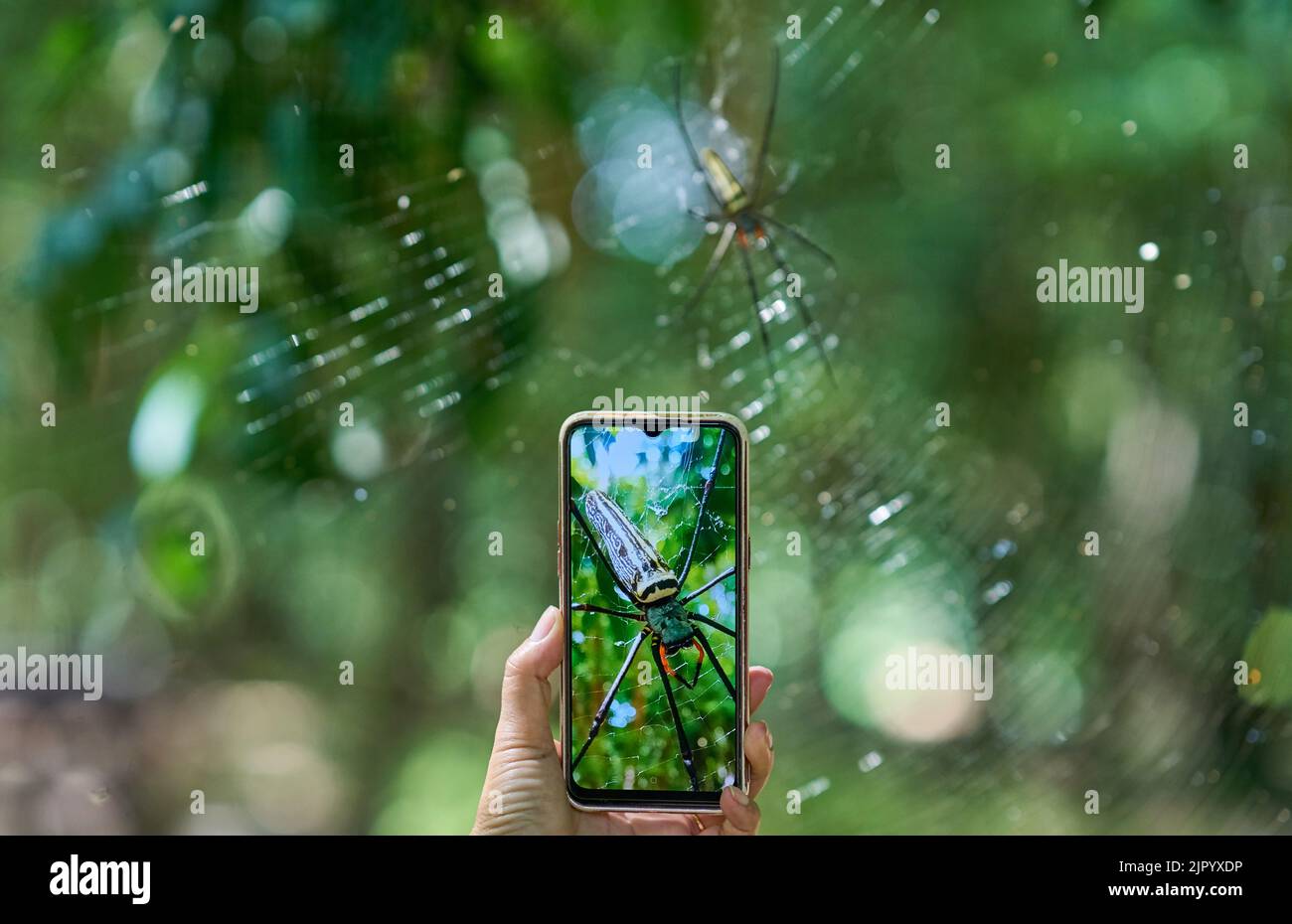 Using a smart phone to take a photo of a large spider in a web, in the woods. Stock Photo
