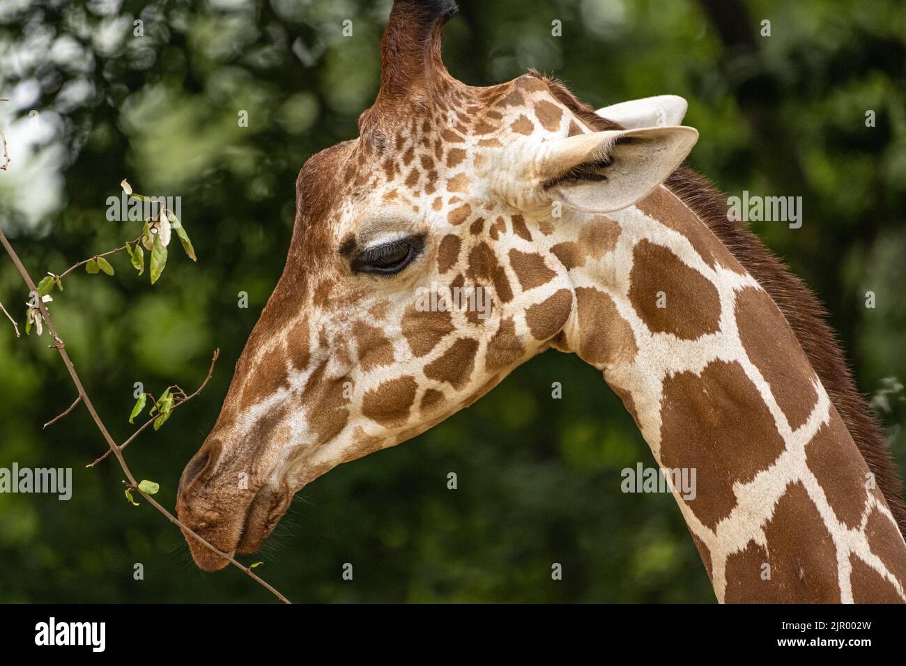 Giraffe (Giraffa camelopardalis) close-up at the Zoo Atlanta African Savanna habitat in Atlanta, Georgia. (USA) Stock Photo