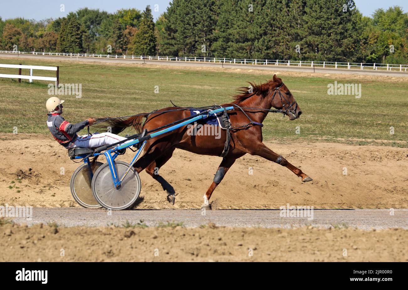 harness racing fast horse trotter breed in motion Stock Photo