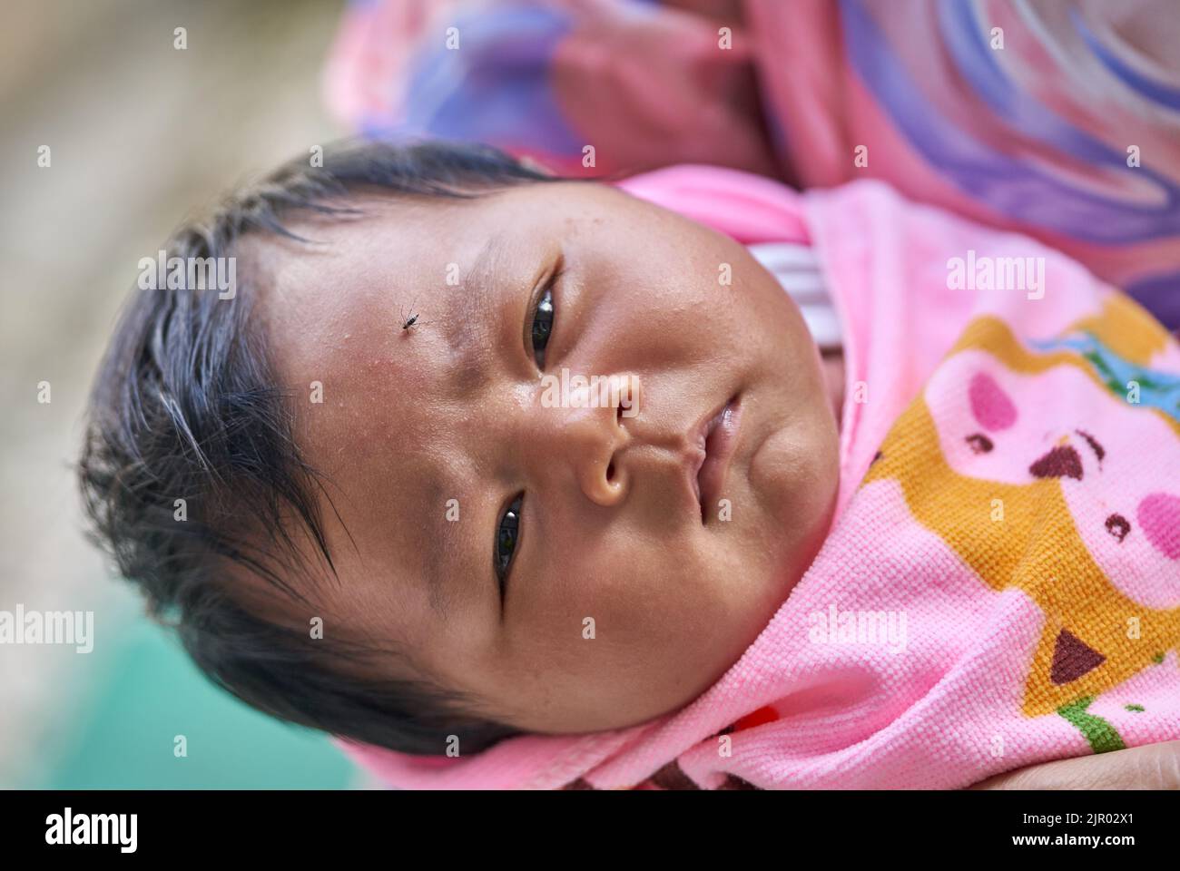 A baby girl with a mosquito on her forehead. Stock Photo
