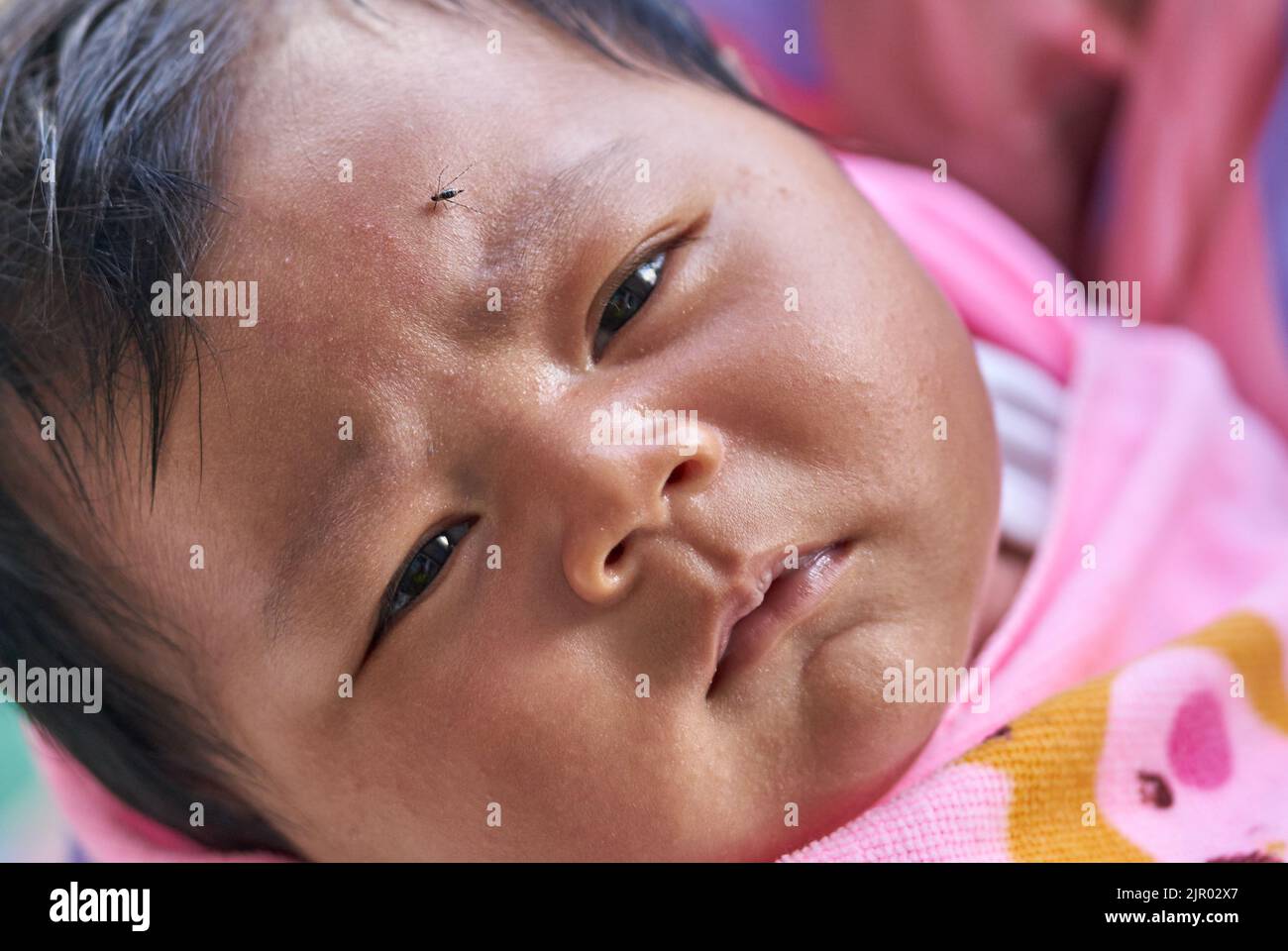 A baby girl with a mosquito on her forehead. Stock Photo